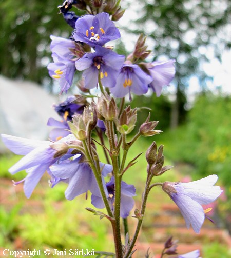 Polemonium yezoense 'Purple Rain Strain', japaninsinilatva